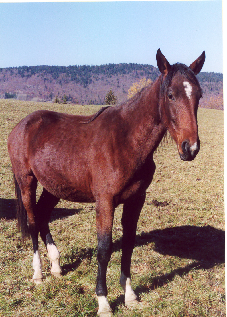 allé,le cheval...