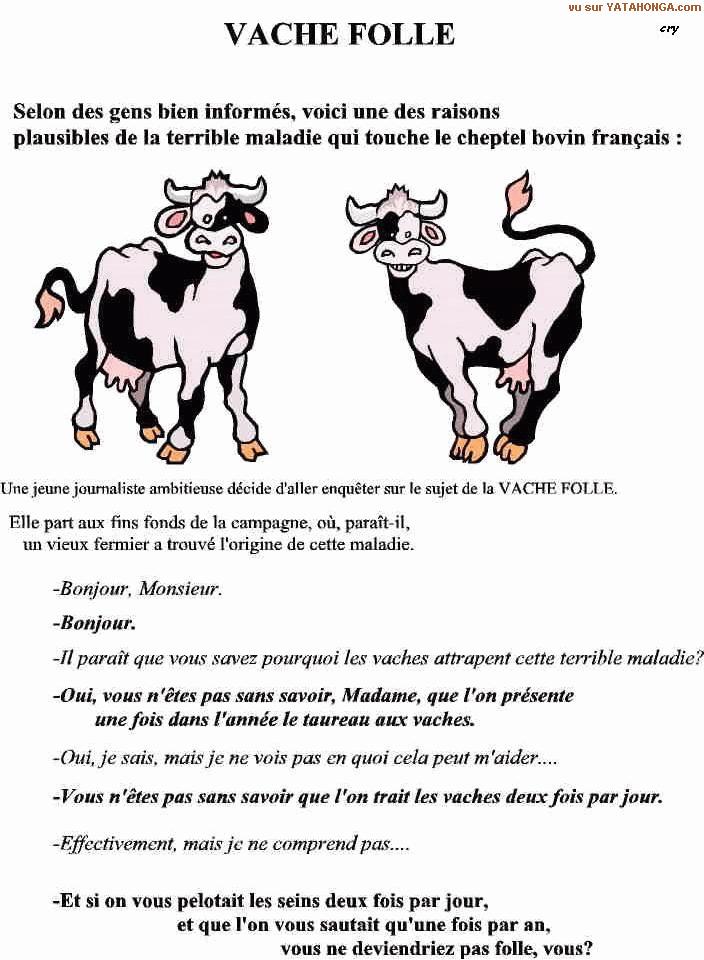 vache_folle.jpg